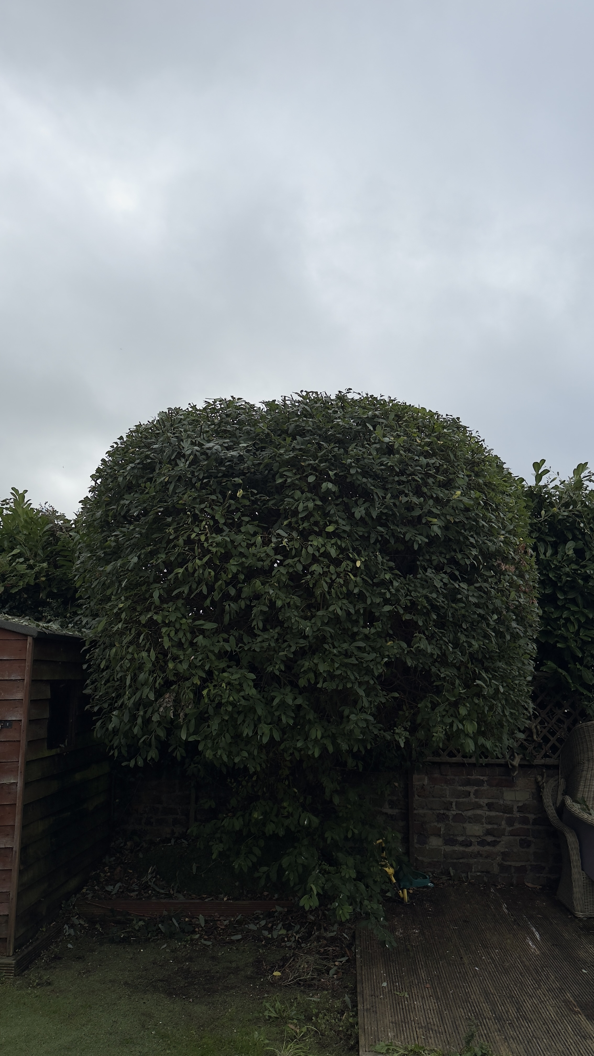 Hedge