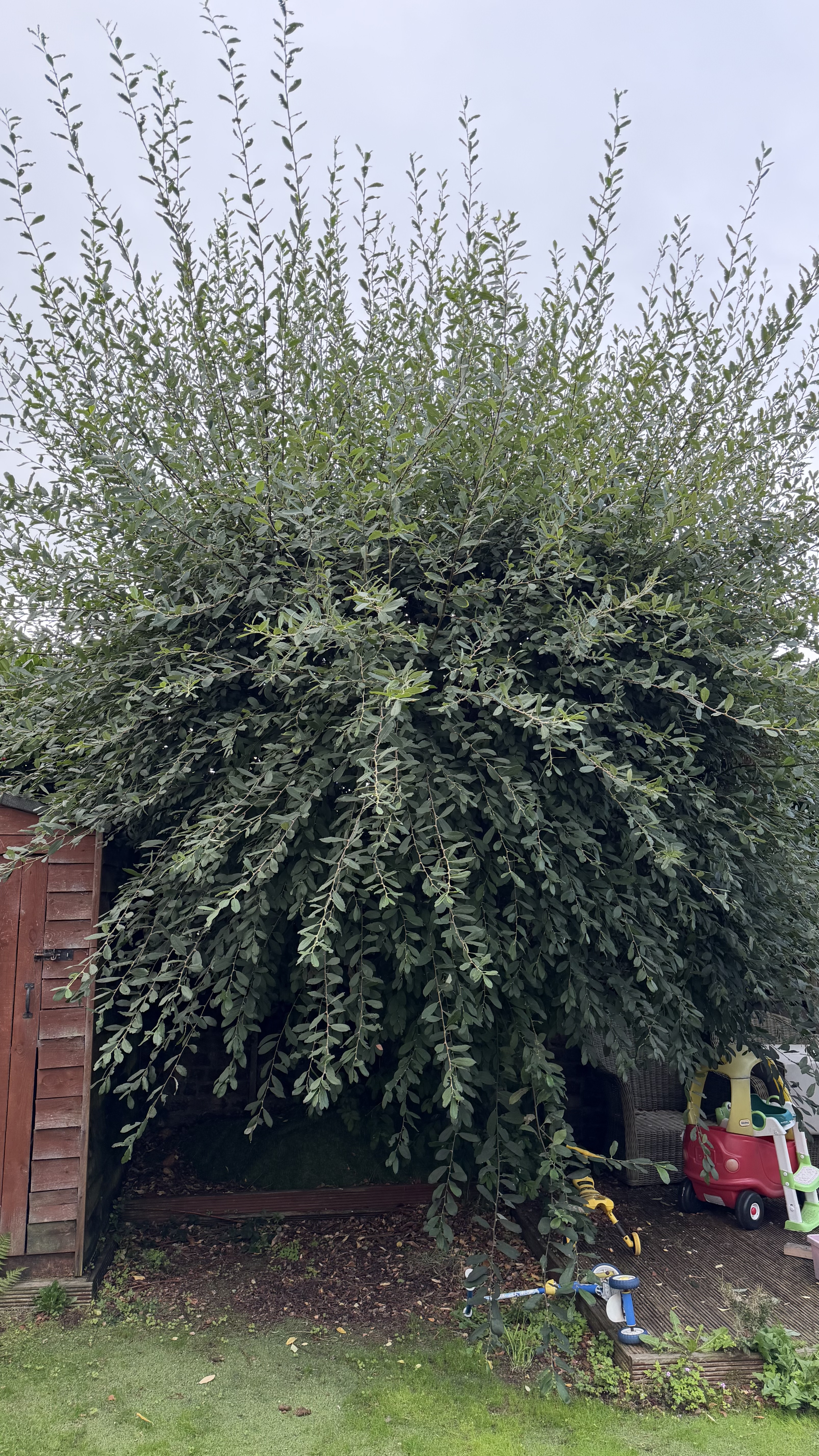 Hedge